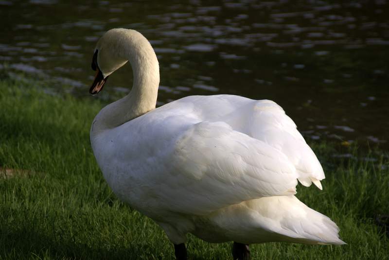 Schwaene auf der Sauer Bild Nr.052